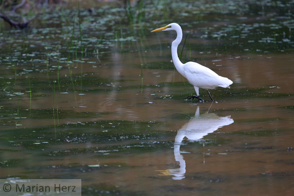 21Wil Great Egret