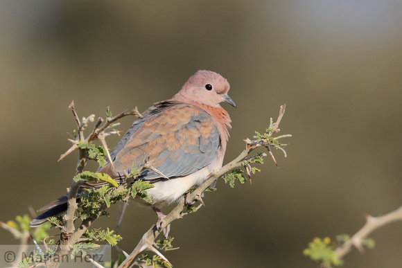 49Mor Laughing Dove (1)