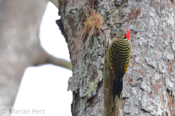 23Ba Hispaniolan Woodpecker E