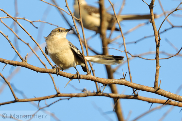 30Ba Northern Mockingbird (2)