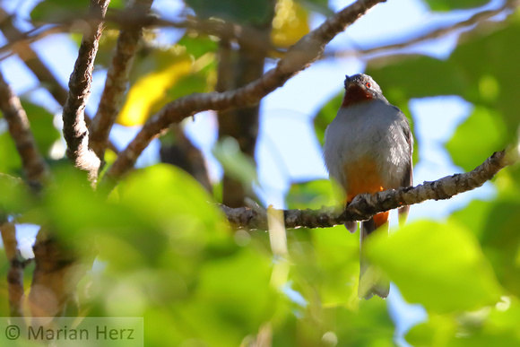 35Ba Rufous-throated Solitaire