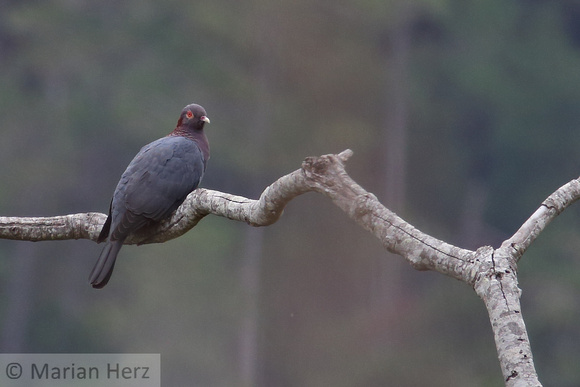 37Ba Scaly-naped Pigeon