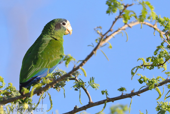 54Ba Hispaniolan Parrot E