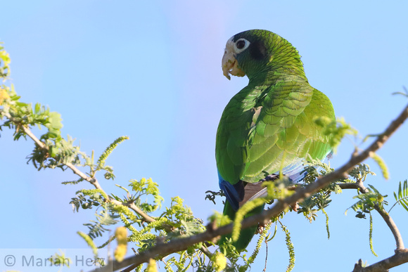 55Ba Hispaniolan Parrot E
