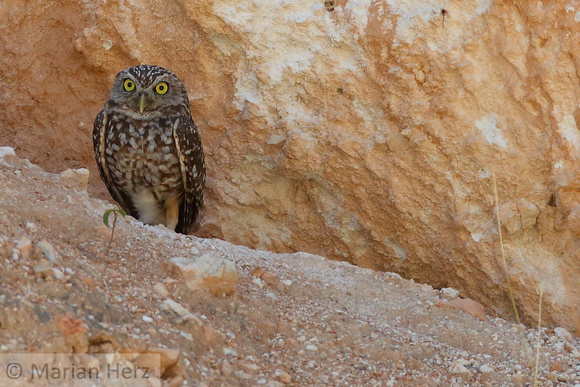 70Ba Burrowing Owl (1)