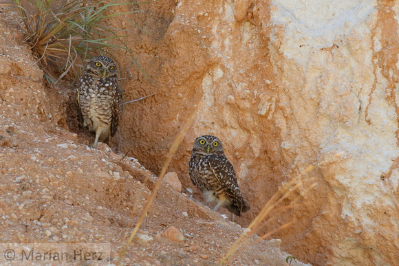 71Ba Burrowing Owl (6)
