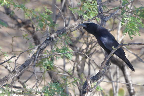 73Ba Hispaniolan Palm Crow E