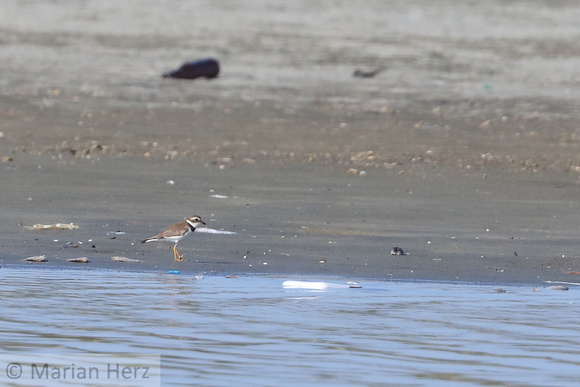 87PASB Semipalmated Plover (3)