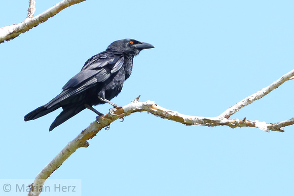 118Ha White-necked Crow E