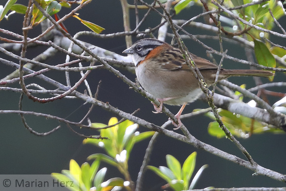 141EV Rufous-collared Sparrow (3)
