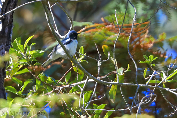 143EV Black-throated Blue Warbler (1)