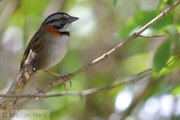 149EV Rufous-collared Sparrow (3)