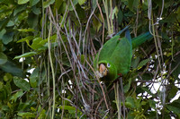 1SD Hispaniolan Parakeet E