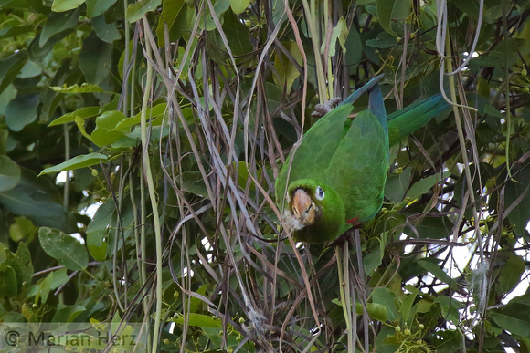 1SD Hispaniolan Parakeet E