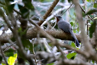 3BA Bay-breasted Cuckoo E