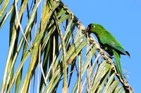 5SD Hispaniolan Parakeet E