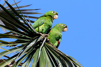 7SD Hispaniolan Parakeet E