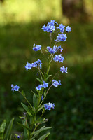 16Ba Forget-Me-Not