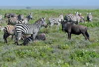 1042Ng Zebra Wildebeest