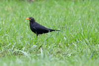 3Sh Blackbird