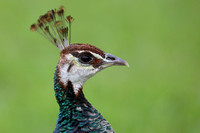 5Sh Peacock F