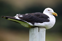 7Sh Black-backed Gull