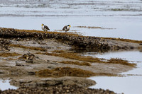 8Sh Spur-winged Plover