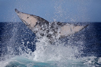 20SB Calf Humpback Whale 5B (11)