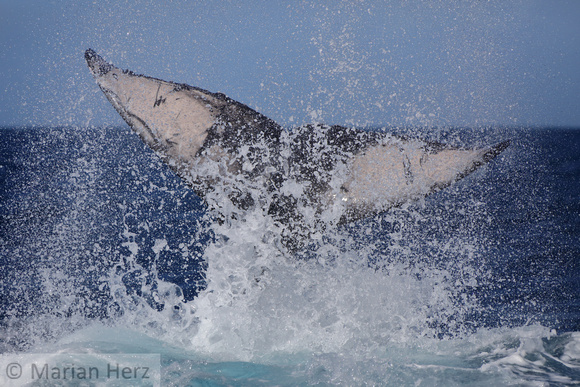 20SB Calf Humpback Whale 5B (11)