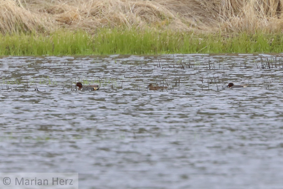 17Ar Green-winged Teal (2)