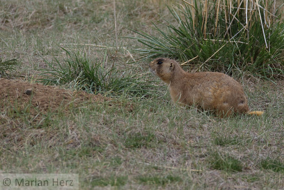 24Ar White-tailed Prairie Dog2 (3)