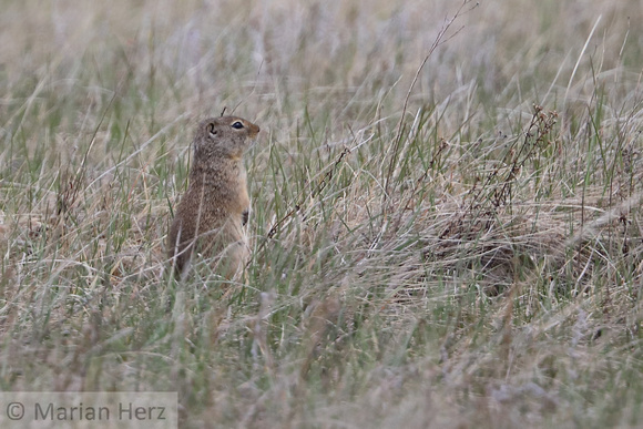 26Ar Wyoming Ground squirrel (2)