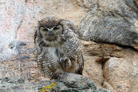 61Es Great Horned Owl2 (11)