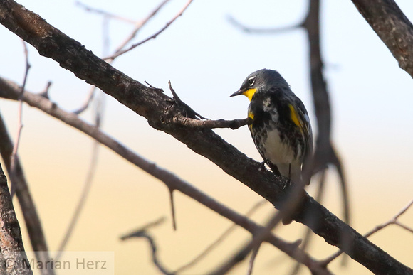97RM Yellow-rumped Warbler (1)