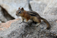 3Sap Golden-mantled Ground Squirrel (1)