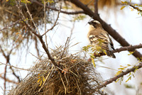 1Win White-browed Sparrow-weaver