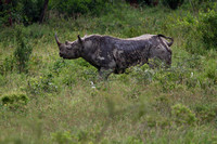 3Nak Black Rhino