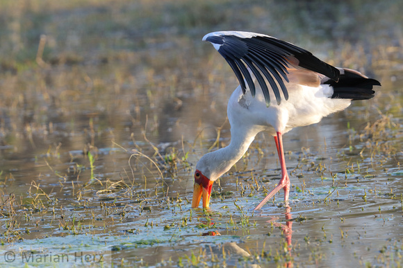 71Mor Yellow-billed Stork fishing