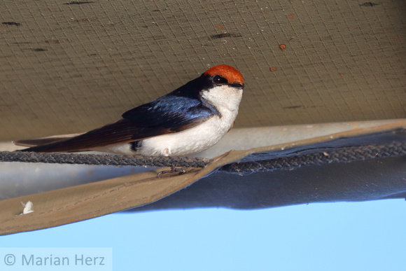 404Cho Wire-tailed Swallow