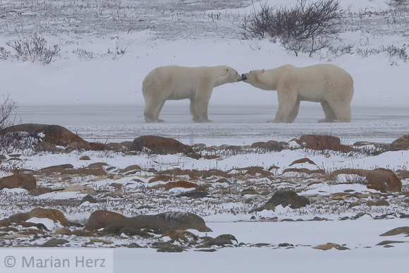 18Ch Polar Bears