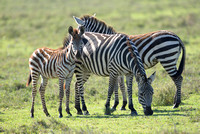 357Ser Common Zebra