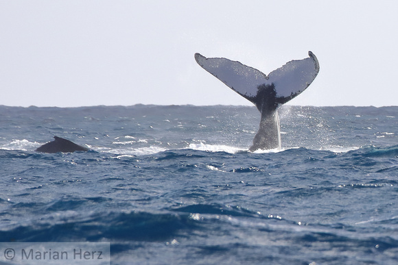 24SB Humpback Whale 5A (2)