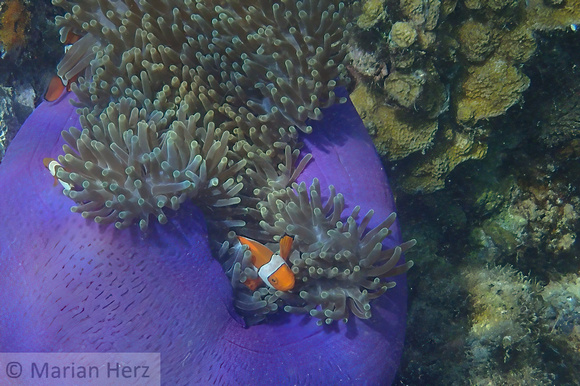 251Cen Flase Clown Anemonefish in Closed Anemone