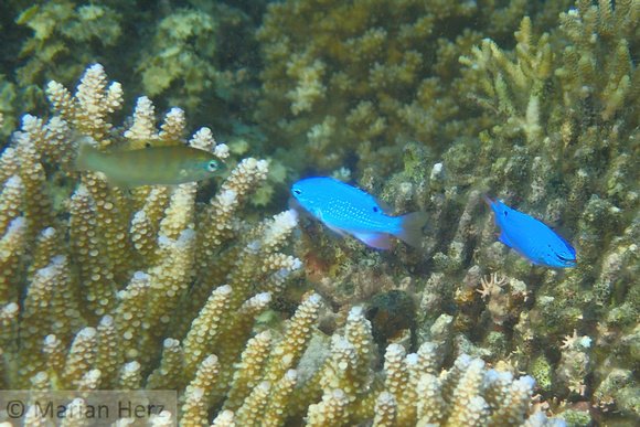 1Cen Blue Devil Damselfish