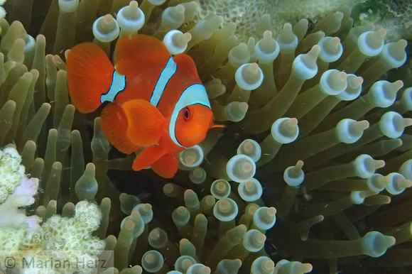 5Cen Clown Anemonefish