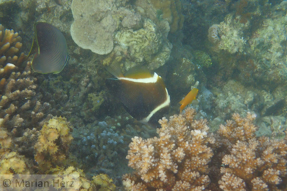 10Cen Humphead Bannerfish and Triangular Butterflyfish