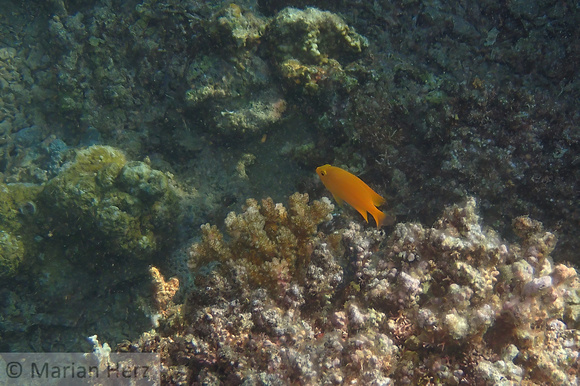 12Cen Lemon Damselfish