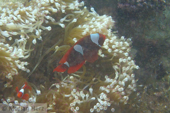 14Cen Spinecheek Anemonefish