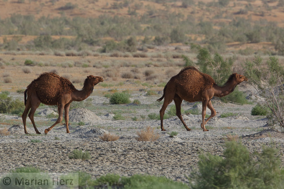 92Turk Camels