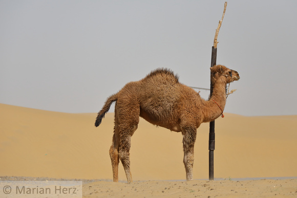 133Turk Baby Camel
